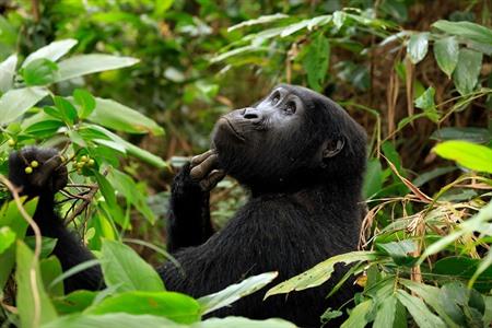 Gorillatracking in Uganda