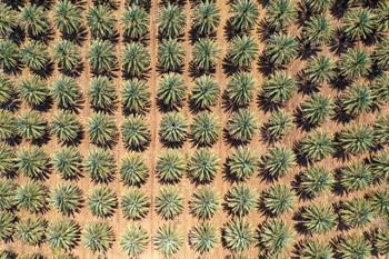 Grünen in der Wüste, Jordanien