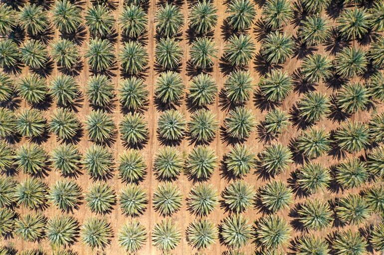 Grünen in der Wüste, Jordanien