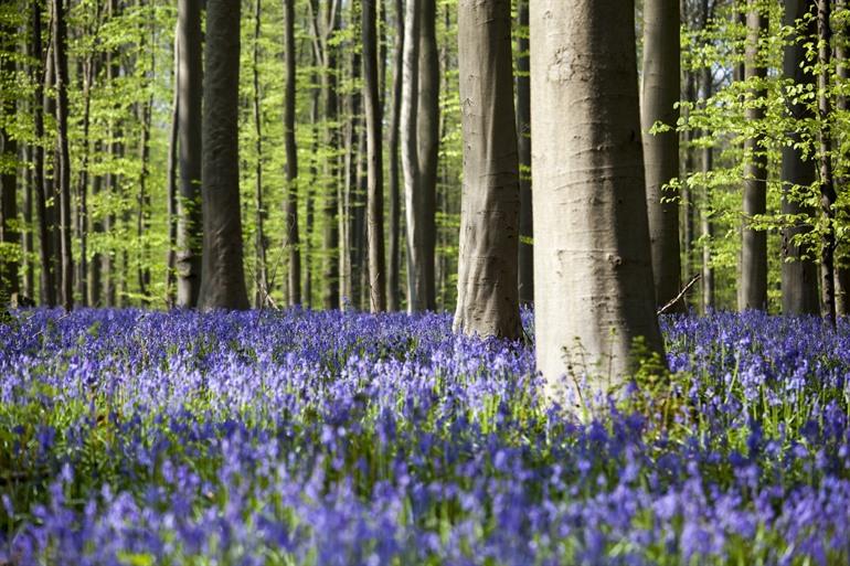 Hallerbos, Waldhyazinthen