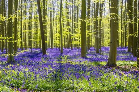 Boshyacinten im Hallerbos besuchen (2026) + 5 Alternativen für das überfüllte Hallerbos