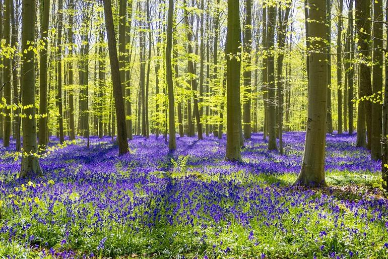 Hallerbos