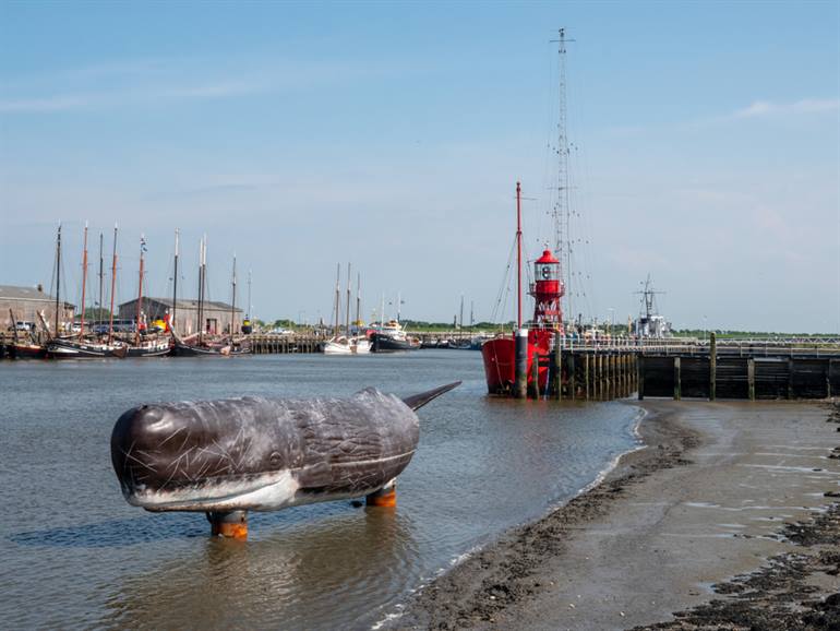 Walvis in Harlingen