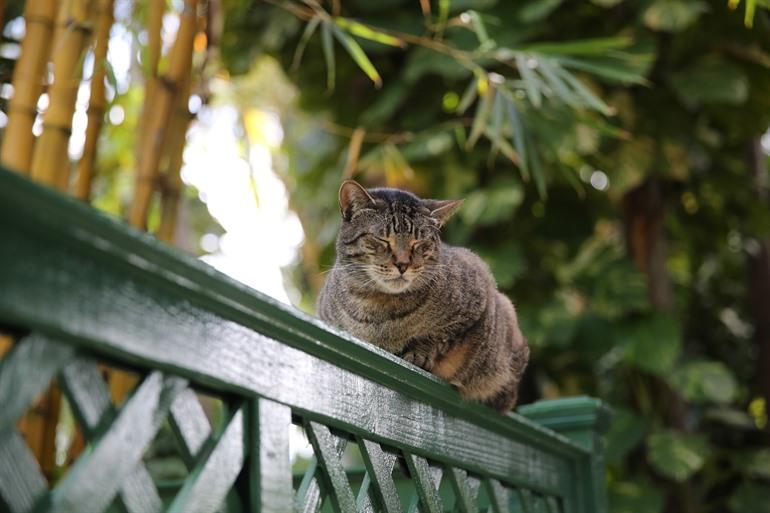 Hemingway-Haus und Museum