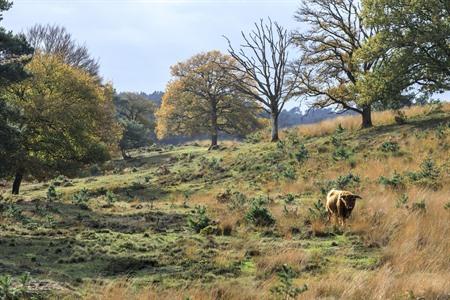 Erleben Sie einen wundervollen Herbst auf der Veluwe: Unsere Tipps für Ihren Besuch