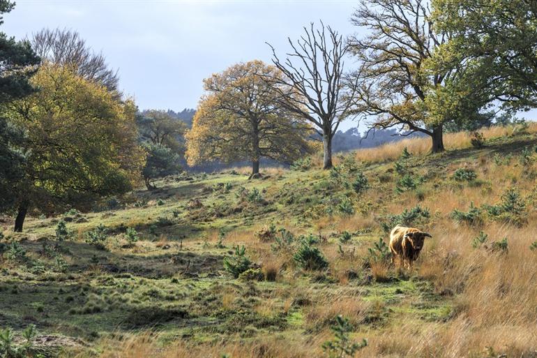 Herbst auf der Veluwe