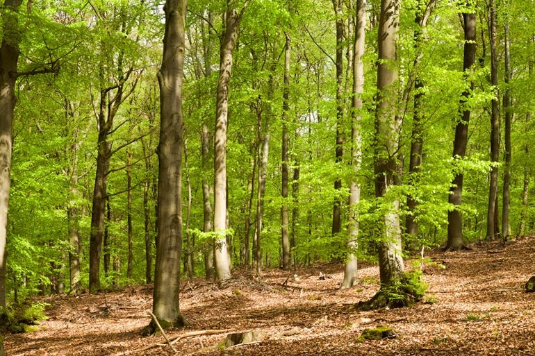 Der Wald von Staneux