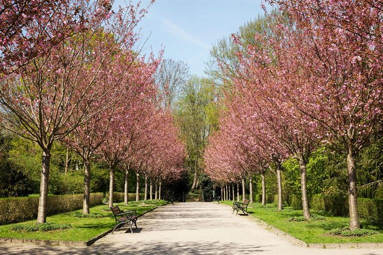 Der Rombergpark in Dortmund