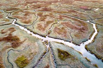 Das versunkene Land von Saeftinghe besuchen