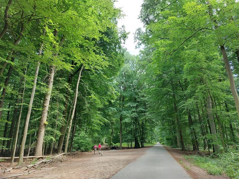Der Zoniënwoud, Brüssel