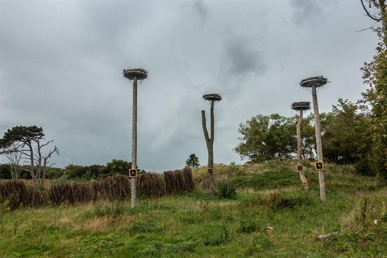 Das Zwin, die Brutstätte der Zugvögel, Knokke-Heist