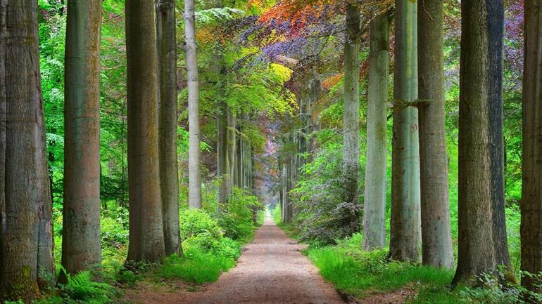 Heverleebos