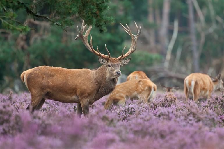 Nationalpark Hoge Veluwe, Gelderland