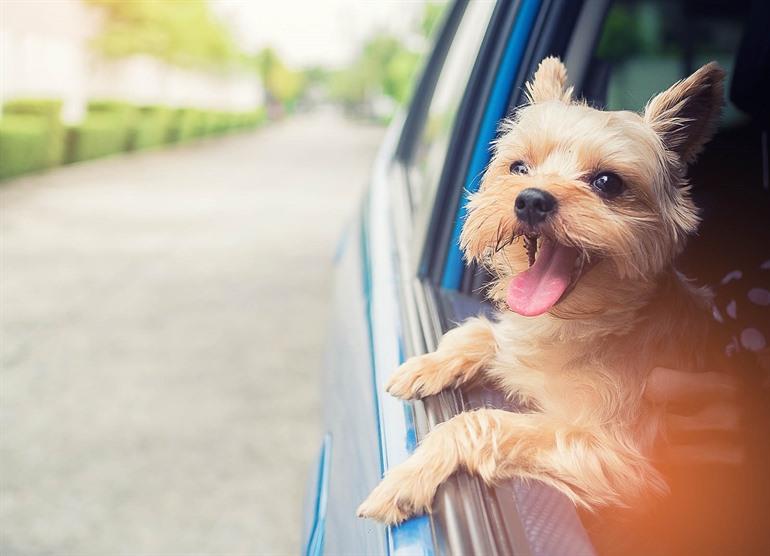 Hund mit auf Reisen