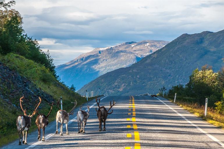 Achten Sie auf Ihre Geschwindigkeit auf norwegischen Straßen.
