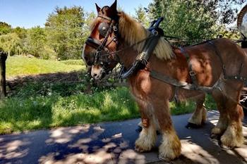 Kutschfahrt abseits von Wetteren