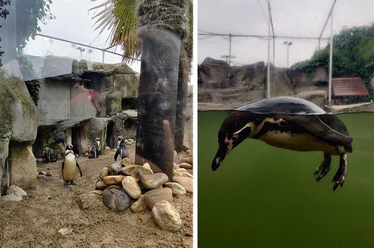 Humboldt-Pinguine im SEA LIFE beobachten