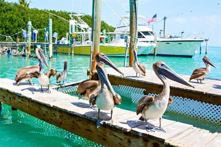 Islamorada Keys