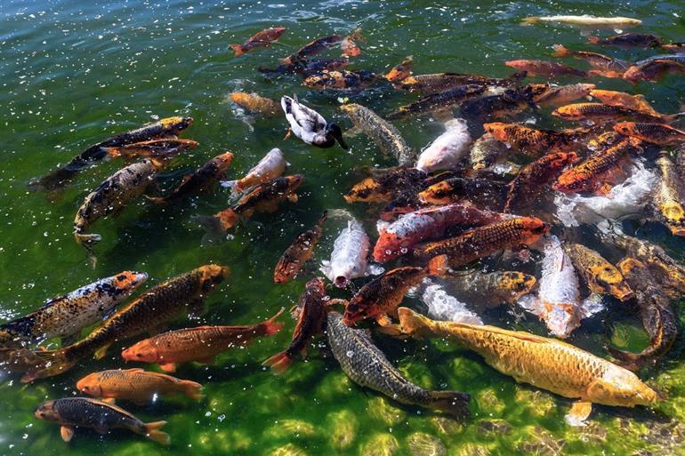 Japanischer Karpfen oder Koi im Japanischen Garten