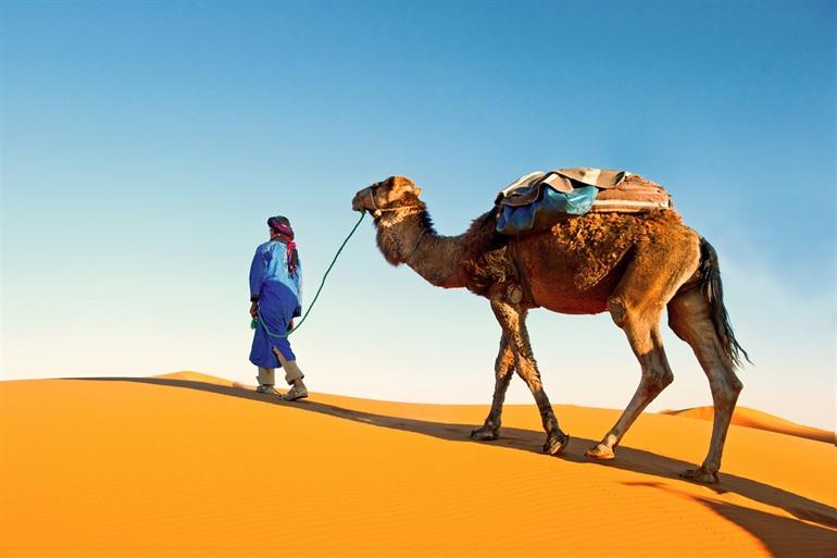 Kamel in der Sahara-Wüste, Marokko