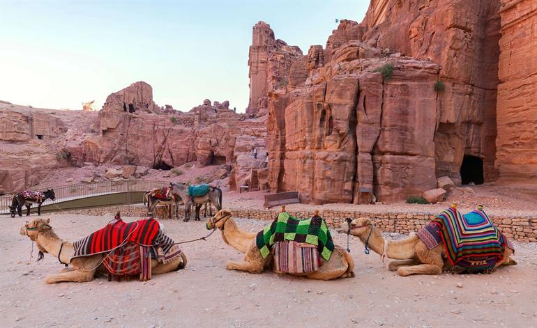 Kamele vor der Schatzkammer Al-Khazneh in Petra, Jordanien
