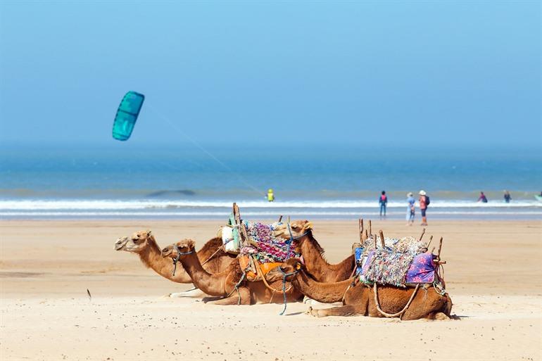 Kamele am Strand von Essaouira, Marokko