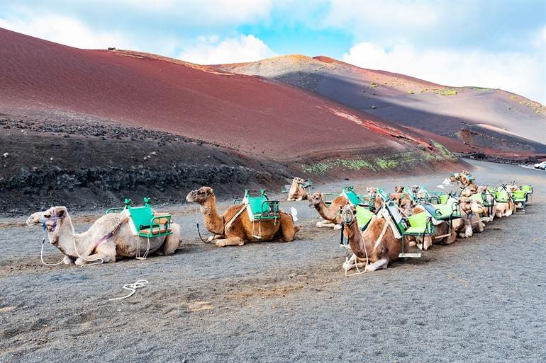 Kamelreiten im Timanfaya-Nationalpark, Lanzarote