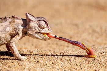 Chamäleon in der Namib-Wüste