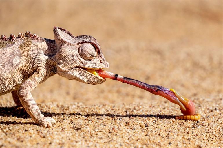 Chamäleon in der Namib-Wüste
