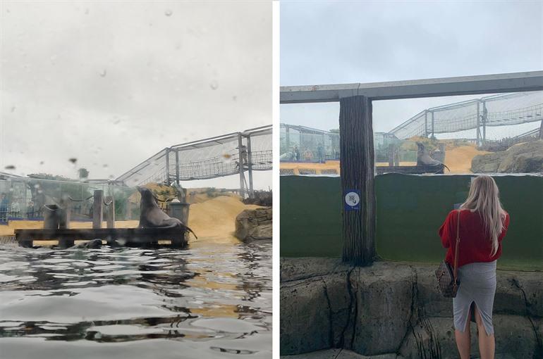 Können Sie die Robben und Seelöwen im SEA LIFE Blankenberge beobachten?
