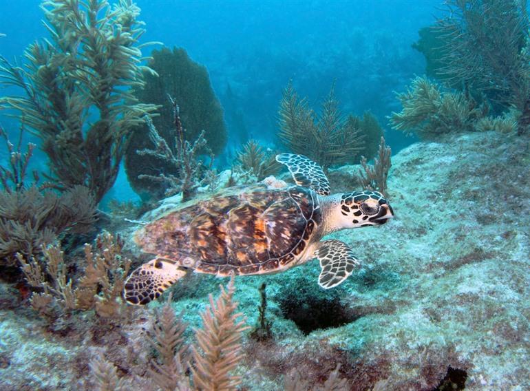 Unterwasserleben in Key Largo