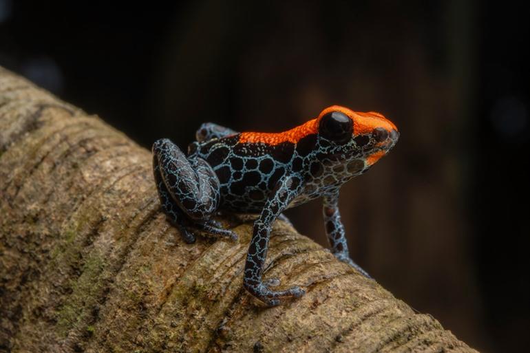 Frösche und andere Tiere in der Dschungel rund um Iquitos beobachten