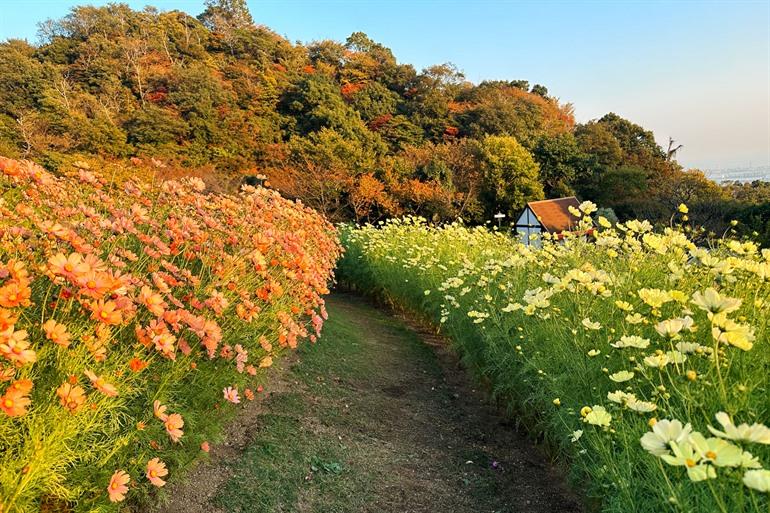 Bunte Blumen im Nunobiki Kräutergarten