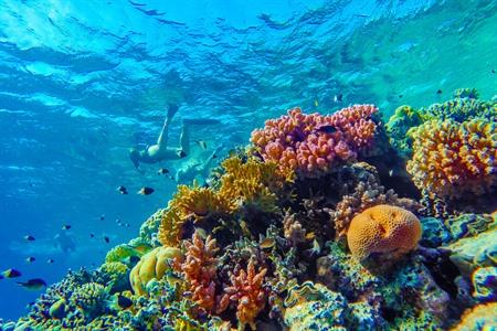10 der schönsten Schnorchel- und Tauchplätze auf Bonaire: alle Infos + Karte