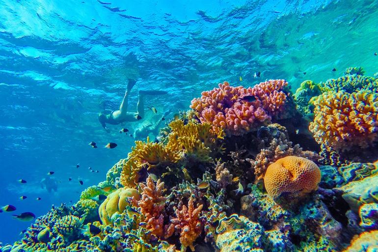 Bunte Unterwasserwelt von Bonaire