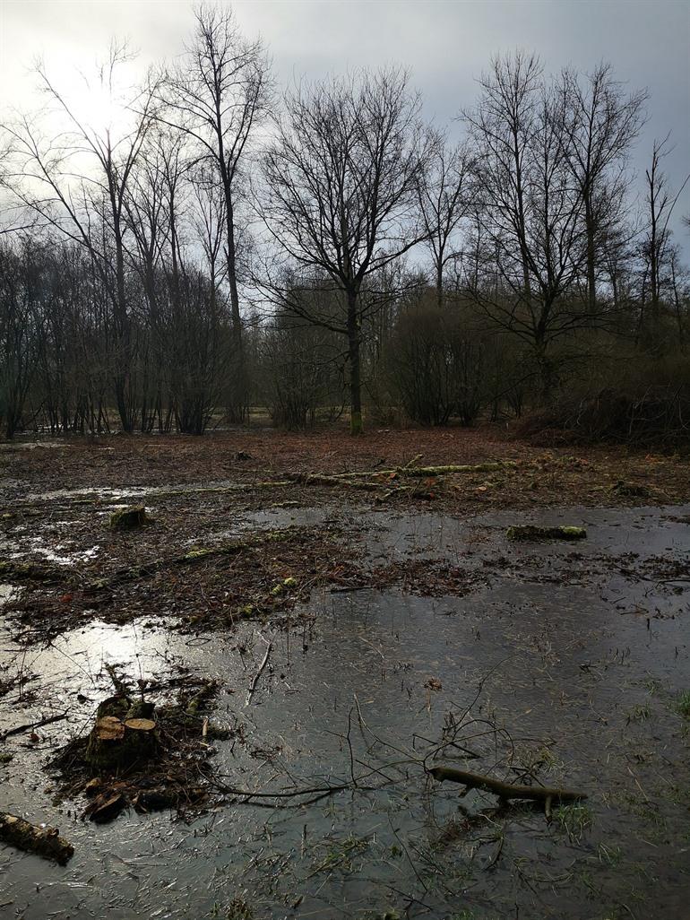 Knuppelpfad im Naturschutzgebiet De Nuchten