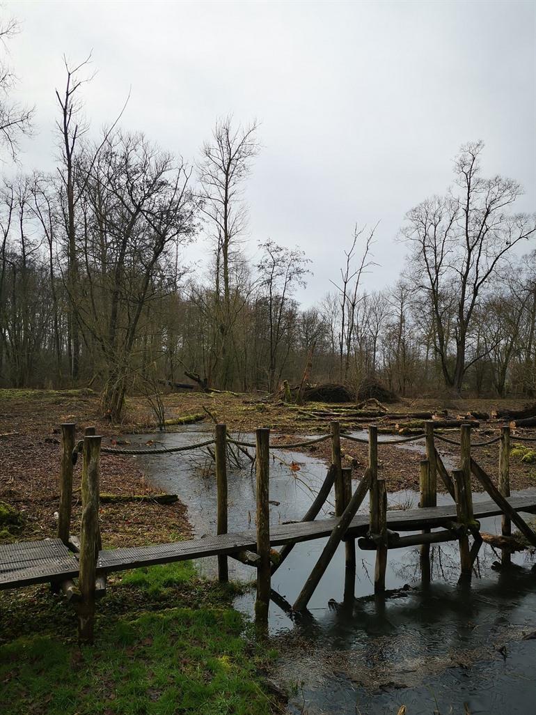 Knüppelpfad im Naturschutzgebiet De Nuchten