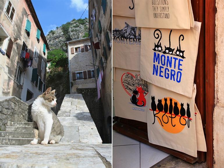 Kotor, die Katzenstadt