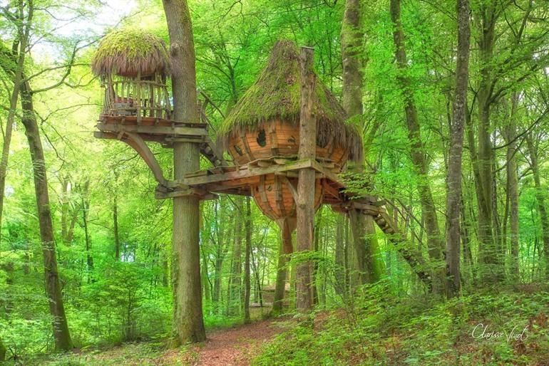 Der Baum mit der Hütte
