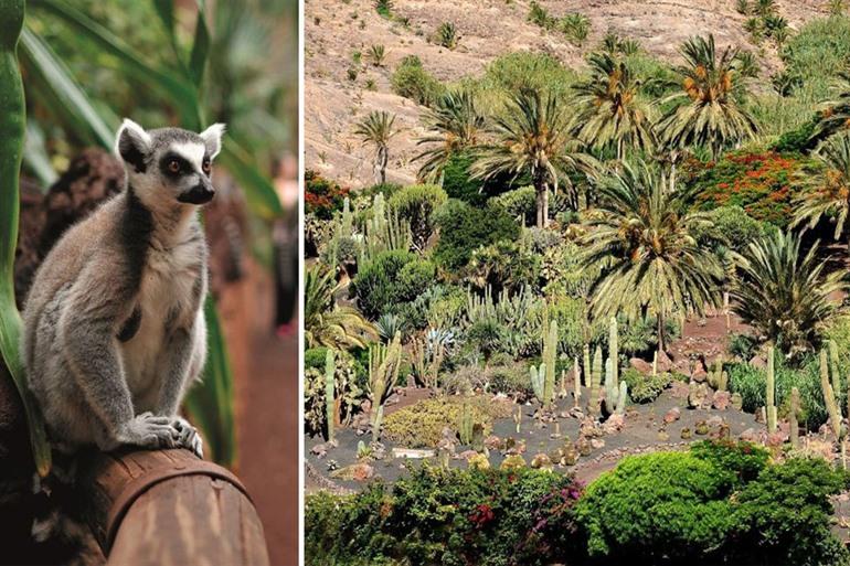 Den La Lajita Oasis Park auf Fuerteventura besuchen