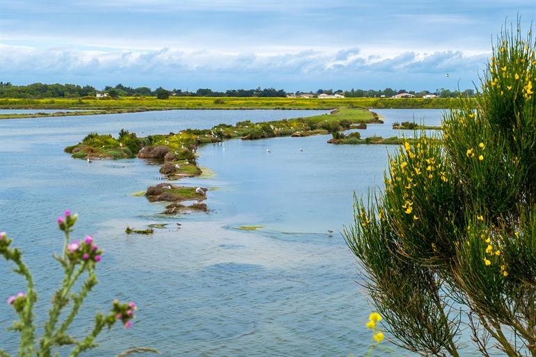 Das Nationale Naturschutzgebiet Lilleau des Niges, Île de Ré