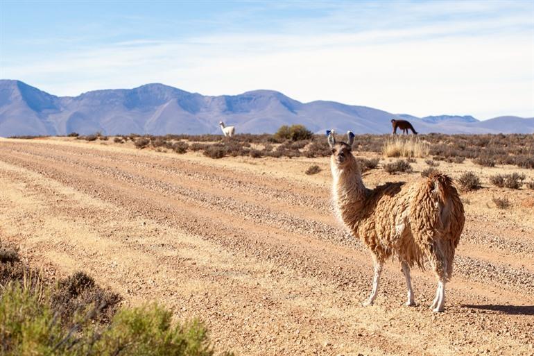 Lamas in den Ebenen von Abra Pampa