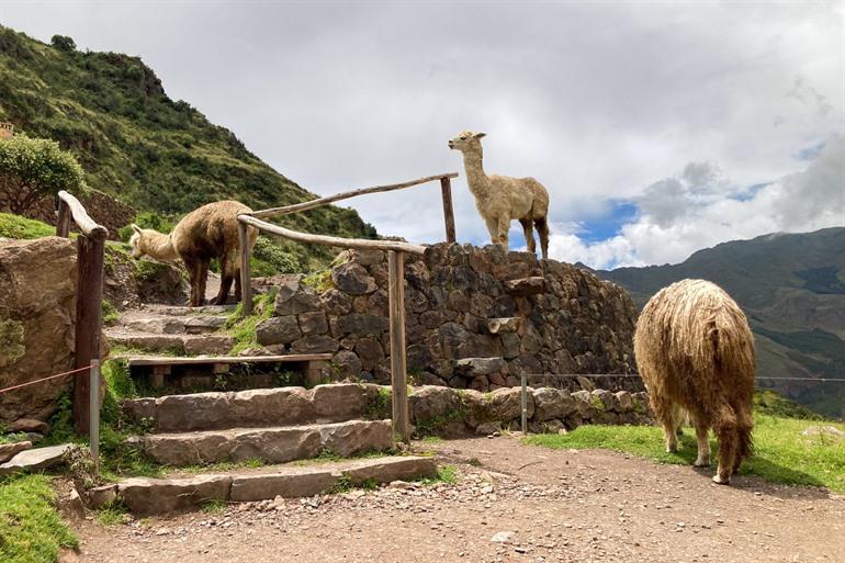 Lamas in Pasac