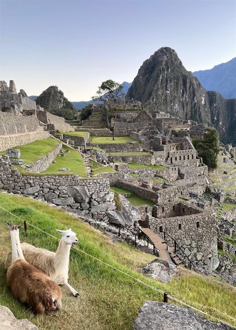 Lamas machen den Blick auf Machu Picchu perfekt.
