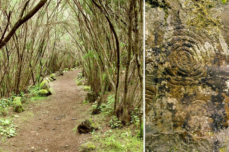 Lorbeerwälder im Parque Cultural La Zarza, La Palma