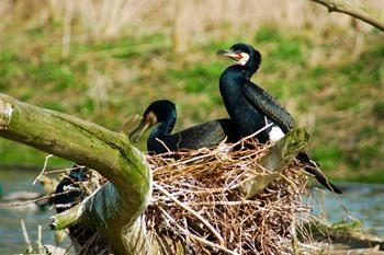 Löffler im Vogelreservat Zwin, Knokke-Heist