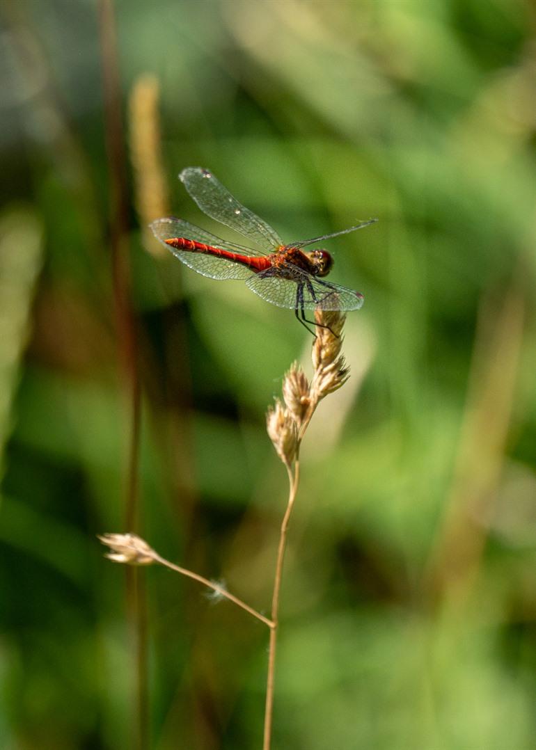 Libelle in den Sümpfen
