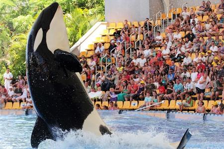 Loro Parque Orca