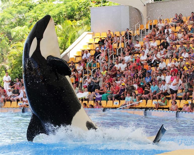 Loro Parque Orca