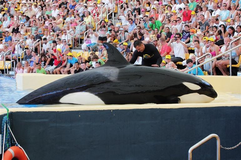 Loro Parque Orca